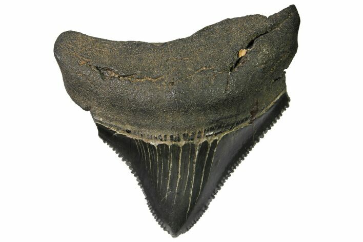 Juvenile Megalodon Tooth - Georgia #115637
